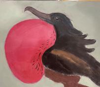 Frigatebird (male) with red pouch inflated.